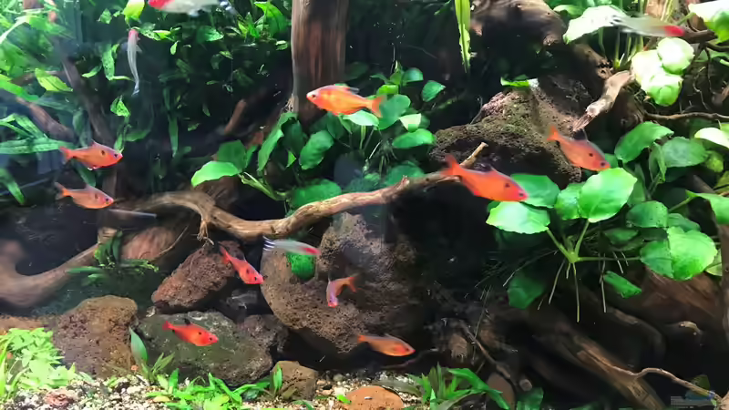 neues Hardscape 06.05.19 von Der Nicky (61)