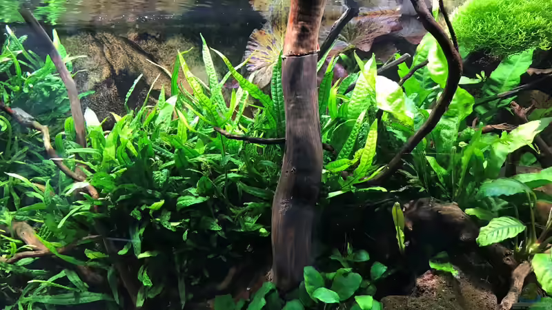 neues Hardscape 06.05.19 von Der Nicky (62)