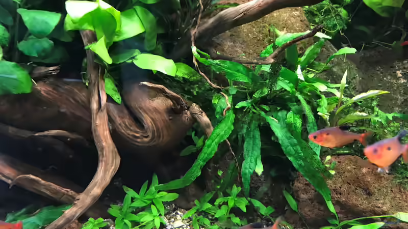 neues Hardscape 06.05.19 von Der Nicky (64)