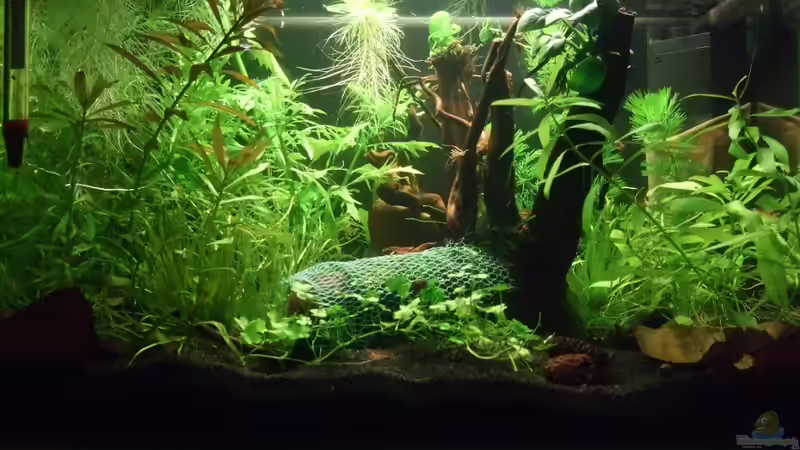 Neues Hauptbild. Mopaniwurzel ersetzt durch Moorkienholz