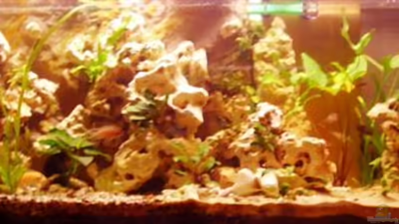 Neues Hauptbild 06.06.08 von Peters Laden (1)