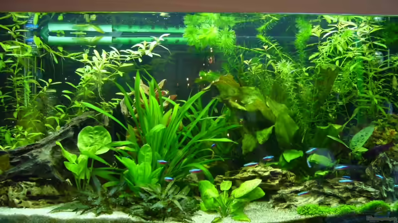 Neues Hauptbild 30.12.06 von Micha WB (1)