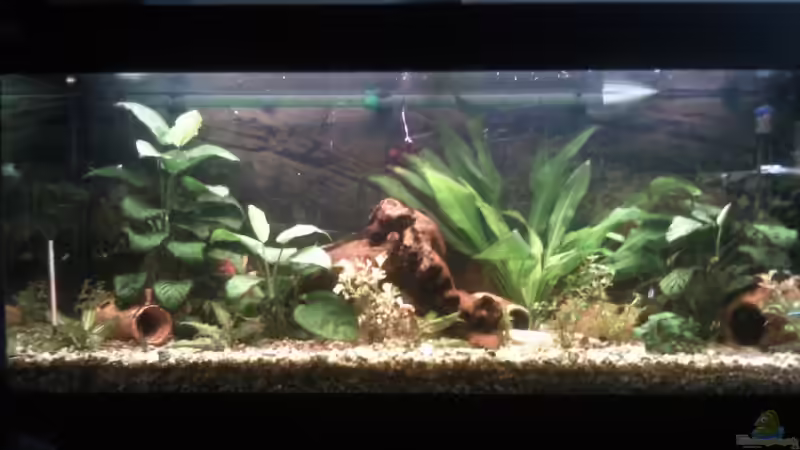 Neues Hauptbild nach Umgestaltung mit Folienrückwand von mikael38 (1)