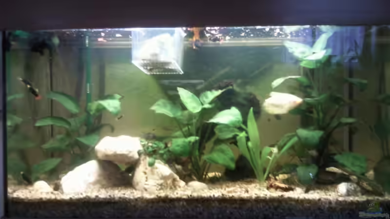 Neues Hauptbild nach Umgestaltung von mikael38 (1)