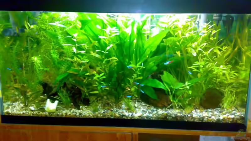 neues Hauptbild vom 14.11.08 von Franz Wüest (1)