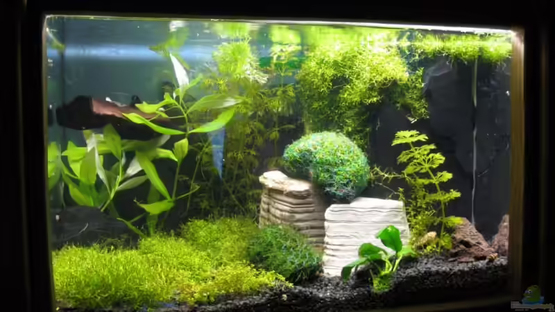 Neues Hauptbild vom10.02.2008 von Heinz Sommer (1)