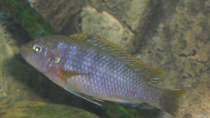 neues Hongiweibchen 21.06.2009 1 von Malawi TOM (68)