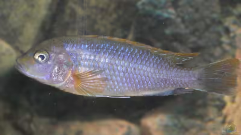 neues Hongiweibchen 21.06.2009 2 von Malawi TOM (69)