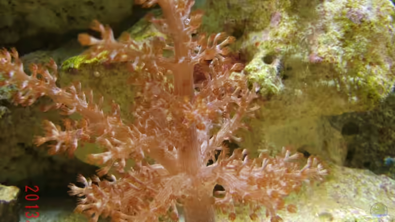 Neues Keniabäumchen von Jademeister (21)