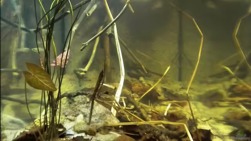 neues Layout 11.04.2011 von Benjamin Hamann (17)