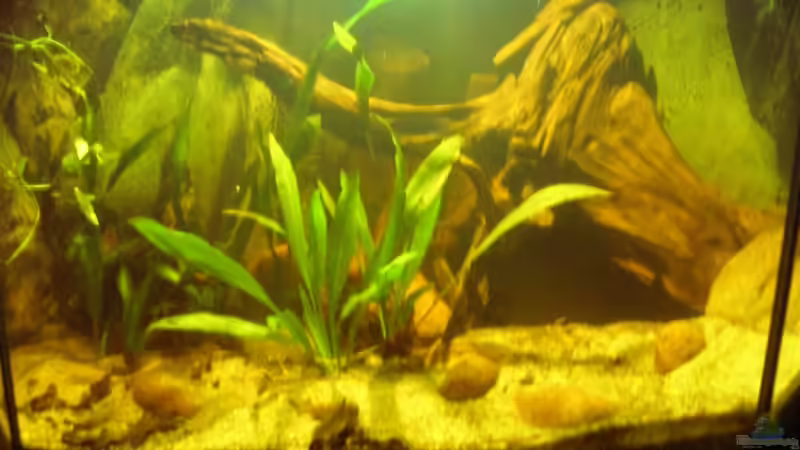 neues Layout Frontansicht_24.08.2013 von Südamerikafreak BK (9)