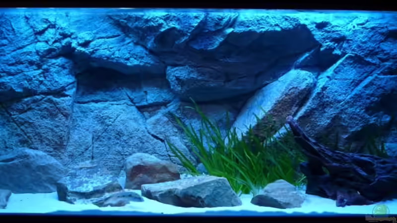 Neues Licht-Setup Marine Glo + LED-Balken von TheToxicAvenger (4)