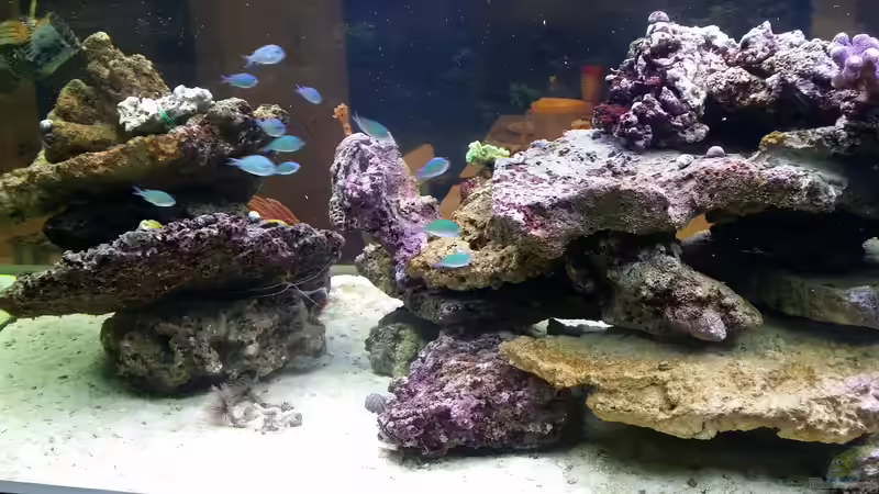 Neues Riff von slobe (55)