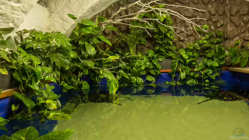 Neues Rochenbecken  5000 Lite  von Leopold68 (12)