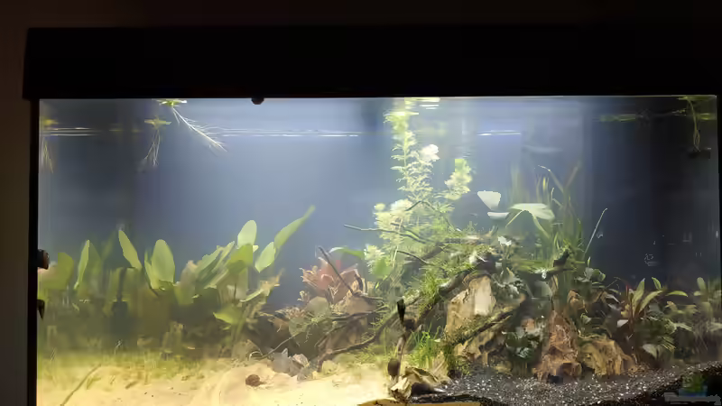 Neues Scape von Wall-E (1)