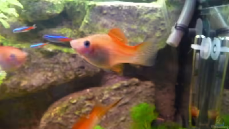 Neues Schwertträger Weibchen von Jan H. (42)