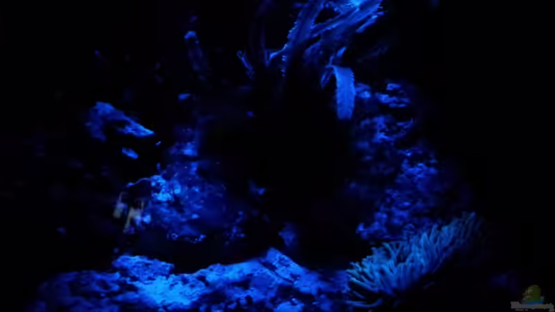 Neues selbstgebautes Mondlicht von Peter Tippmar (25)