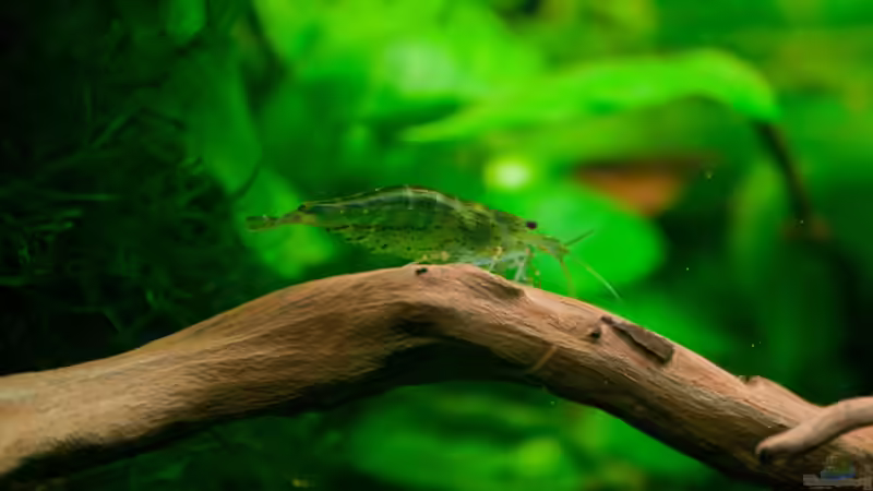 Neues Wurzelholz im Aquarium: Darum solltest du es nicht abkochen