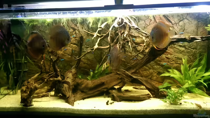 Neues Wurzelholz im Aquarium: Darum solltest du es nicht abkochen