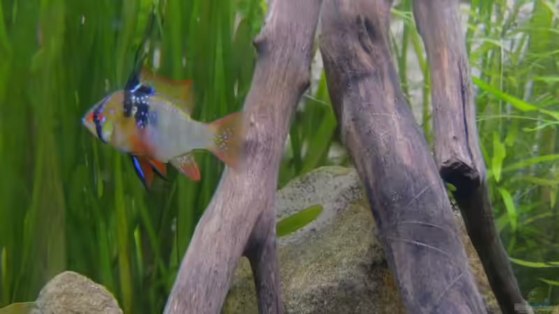 Neues Wurzelholz im Aquarium: Darum solltest du es nicht abkochen