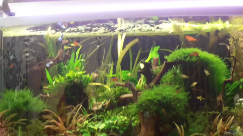 Neuestes Foto von Thomas Walla (1)