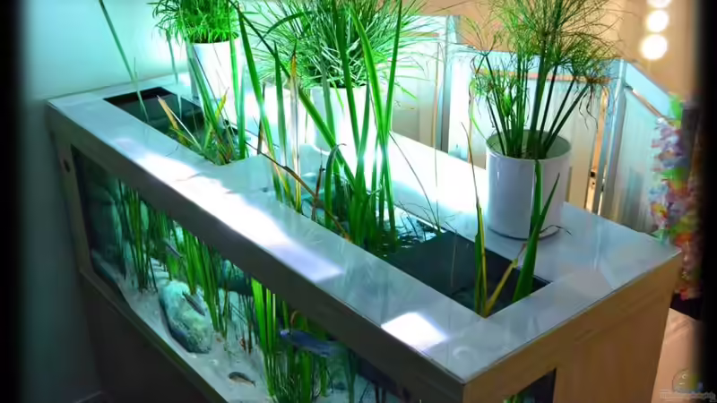 Neugebaute Abdeckung - Wuchs-??ffnungen für emerse Pflanzen (29.07.2012)) von Der Schweizer (35)