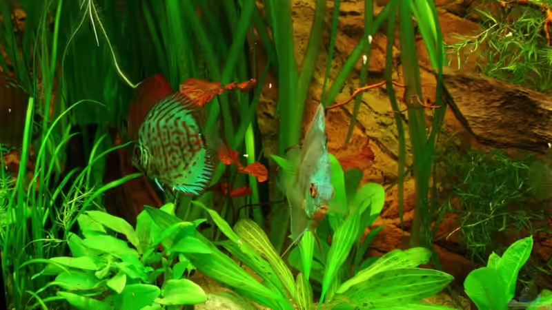 neugestaltete linke Seite 23.07.11 von ~Marco~ (33)