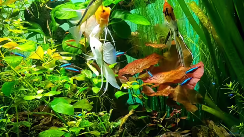 neugestaltete rechte Seite des Beckens von Sebastian Hartmann (46)