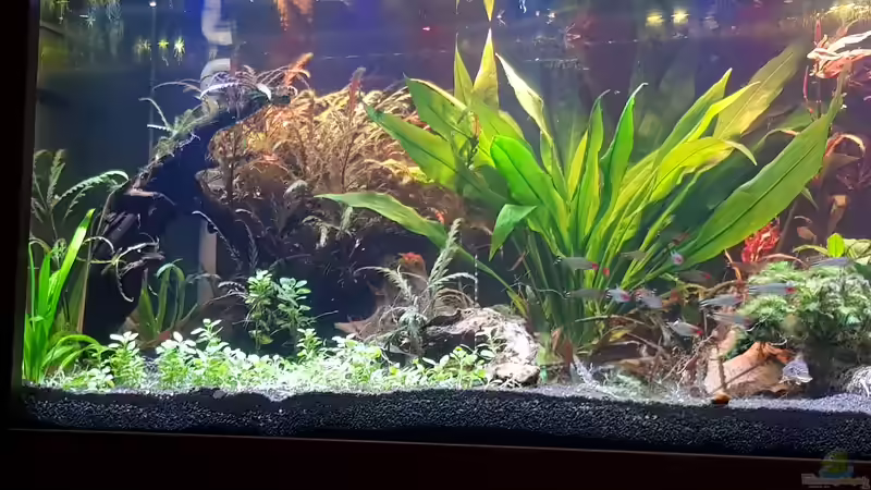 Neugestaltung 1/3 linke Seite - Ecke Mikrogeophagus altispinosus von Tabu (9)