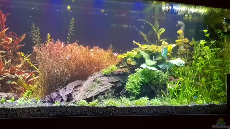 Neugestaltung 3/3 -  rechte Seite apistogramma macmasteri von Tabu (11)