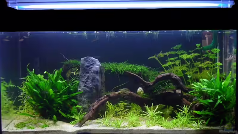 Neugestaltung am 19.3.08 von Tim (9)