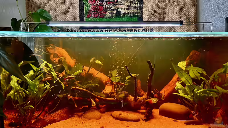 Neugestaltung meines Küchenaquariums von Thilo (1)