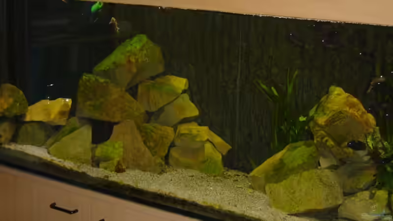 Neugestaltung mit weniger Steinaufbauten und mehr Schwimmraum von Tom (2)