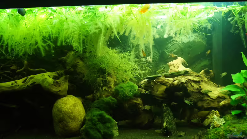 Neugestaltung von Rootsman (30)