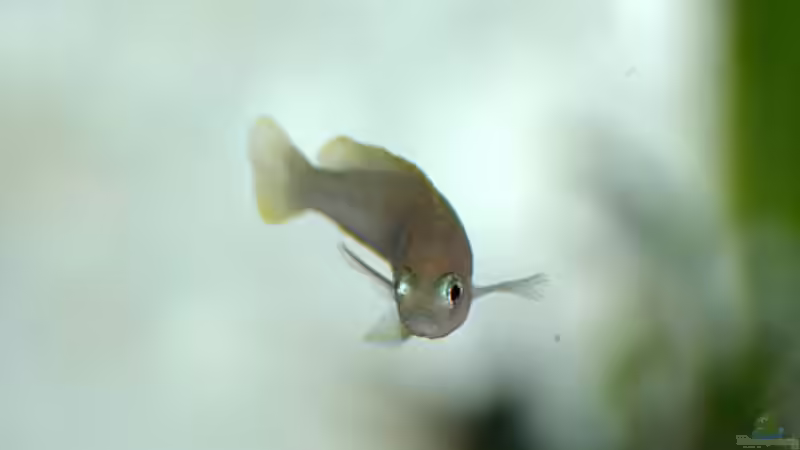 Neugierig, der oder die Kleine! von Volker Hebestreit (4)