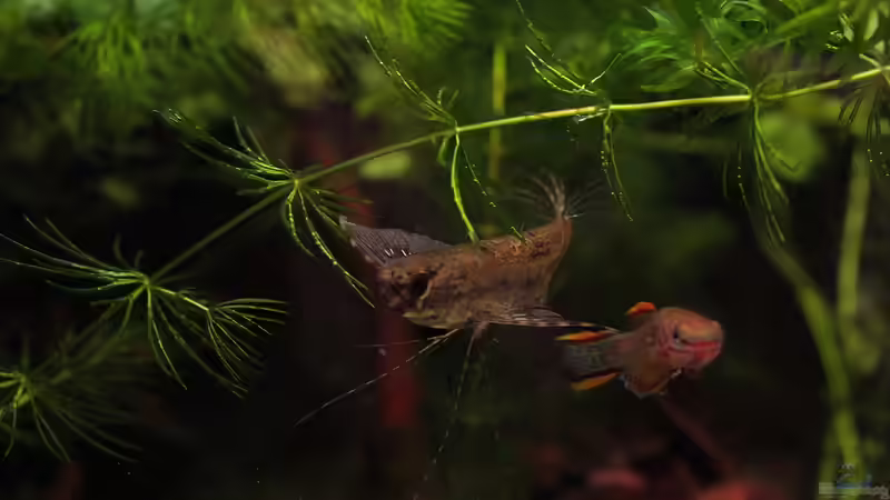 Neugierig aber friedlich zusammen von Koehler (44)