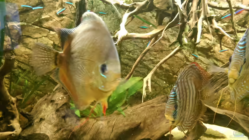 Neugierig und hungrig von Ottche (50)