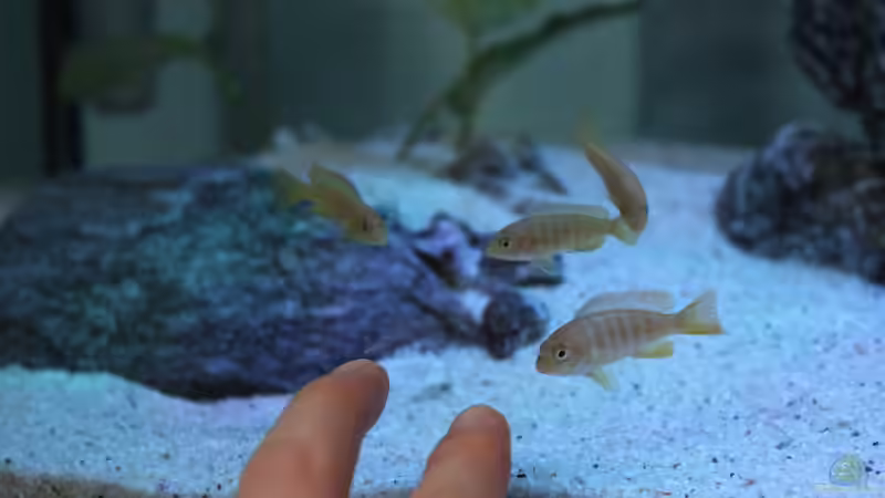 Neugierig von Burak K. (7)