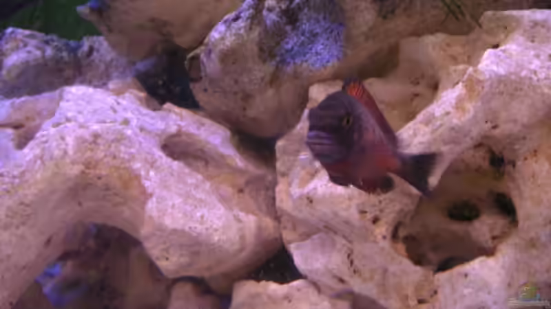 Neugierig wie kleine Kinder von Thomas Schlechter (11)