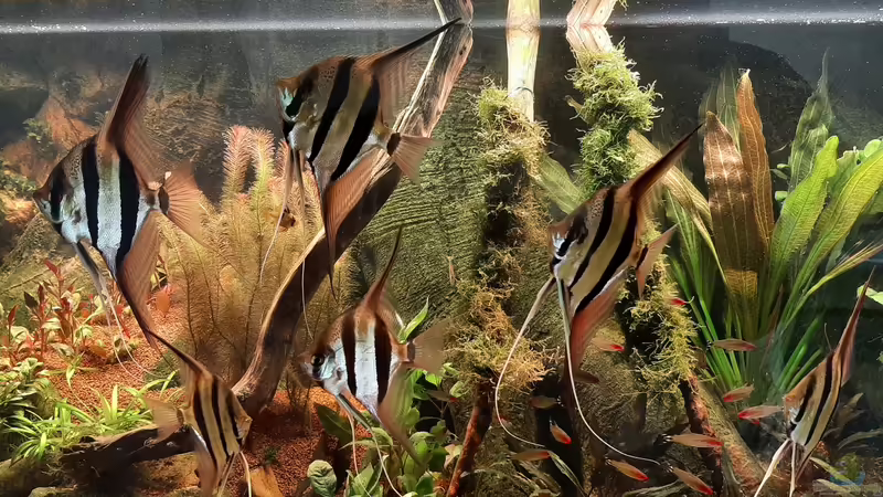 neugierige Altums von tripledad (17)