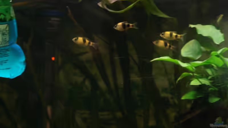 Neugierige Bande von Sunnyboy_72 (18)