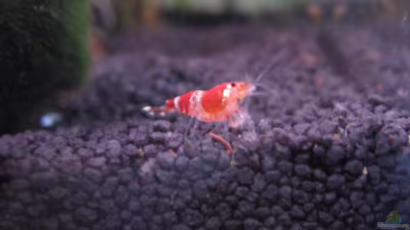 Neugierige Crystal Red von julian2010 (10)