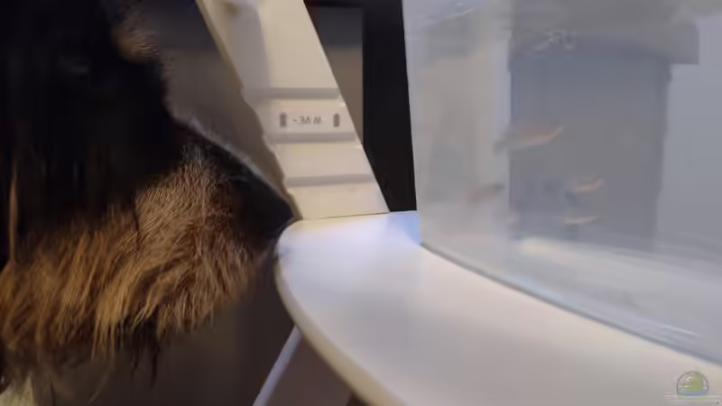 Neugieriger Zuschauer von Wilhelm94 (16)