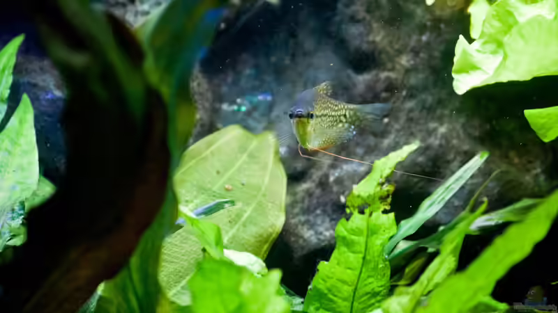 Neugieriges Leeri Weibchen von Melusine Vom Musenhain (13)