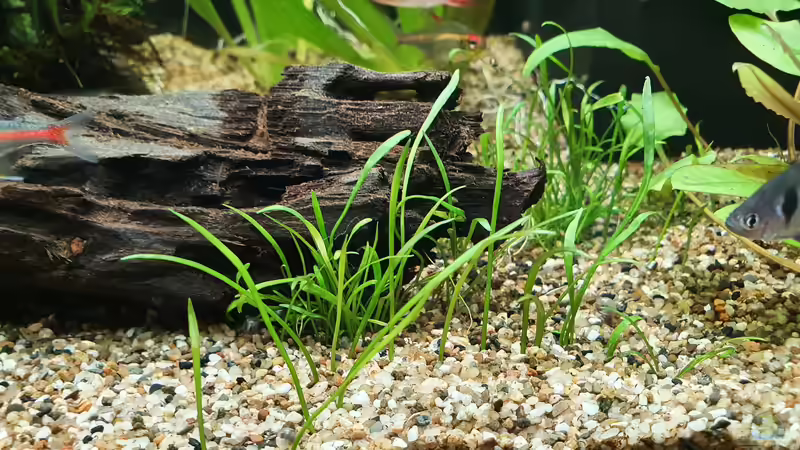 Neuseeland - Gras von Fischsuppe (5)