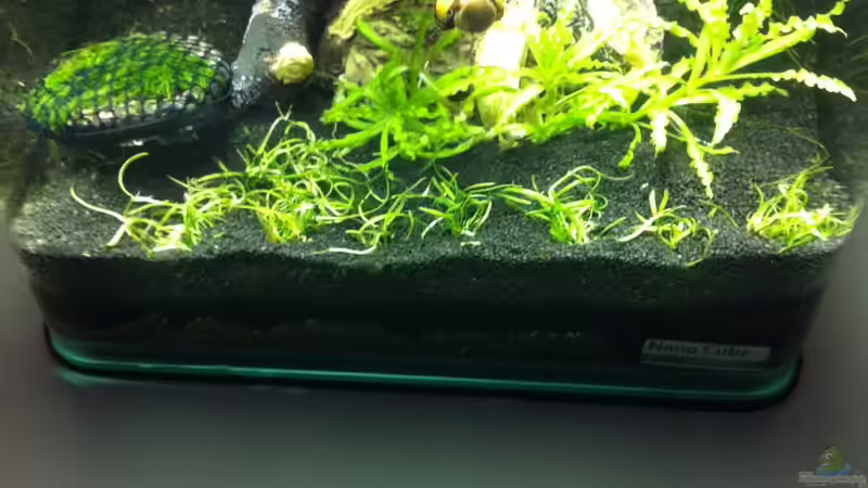 Neuseeland Graspflanze im Vordergrund von RoZan (26)