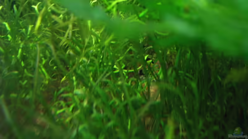 Neuseeland Graspflanze von Robert Lehmberg (7)