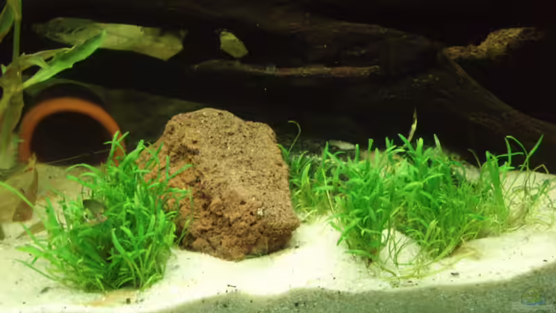 Neuseelandgras - Lilaeopsis brasiliensis Vordergrundpflanze mit hohem Lichtbedürfnis von welspapa (10)