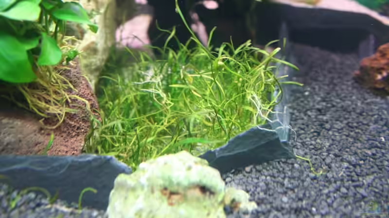 Lilaeopsis novae-zelandiae im Aquarium pflanzen (Einrichtungsbeispiele mit Neuseeland-Graspflanze)