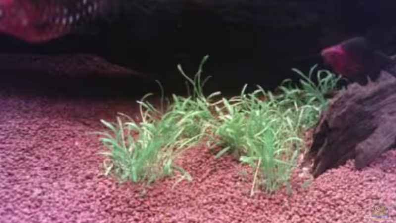 Neuseelandgras frisch eingesetzt am 11.01.2010 von Greedo (4)